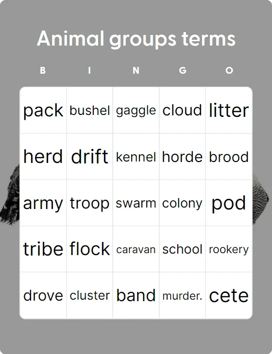 Animal groups terms
