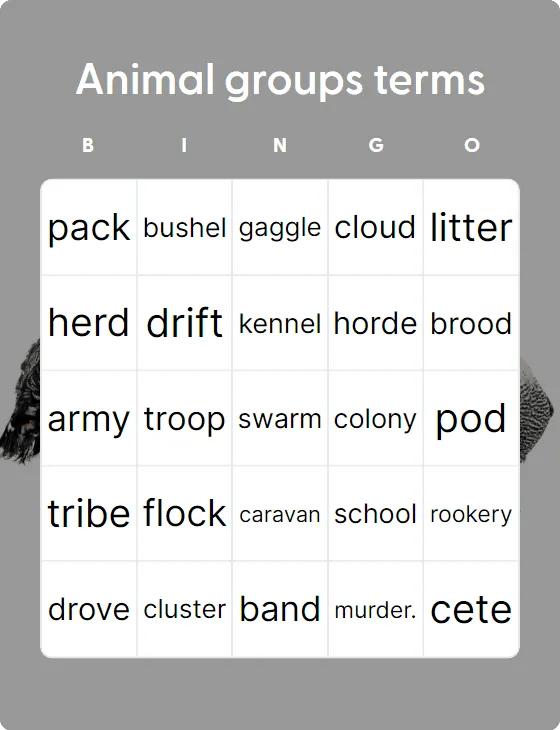 Animal groups terms bingo card template