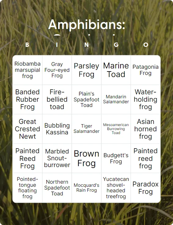 Amphibians: Grasslands bingo card template