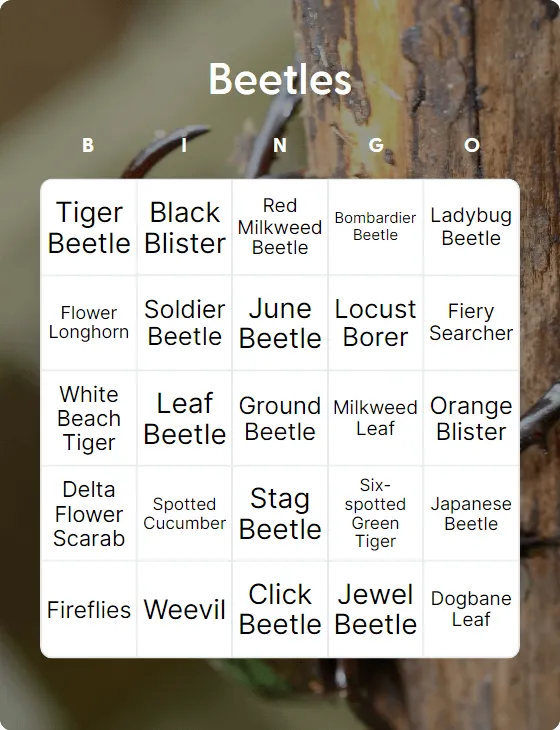 Beetles bingo
