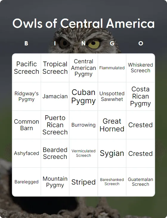 Owls of Central America bingo