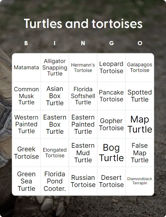 Turtles and tortoises bingo