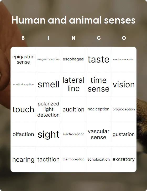 Human and animal senses bingo