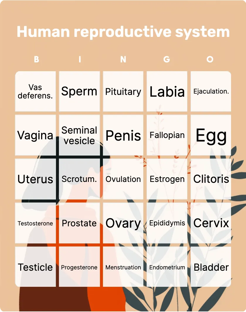 Human reproductive system