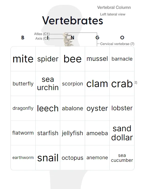 Vertebrates bingo