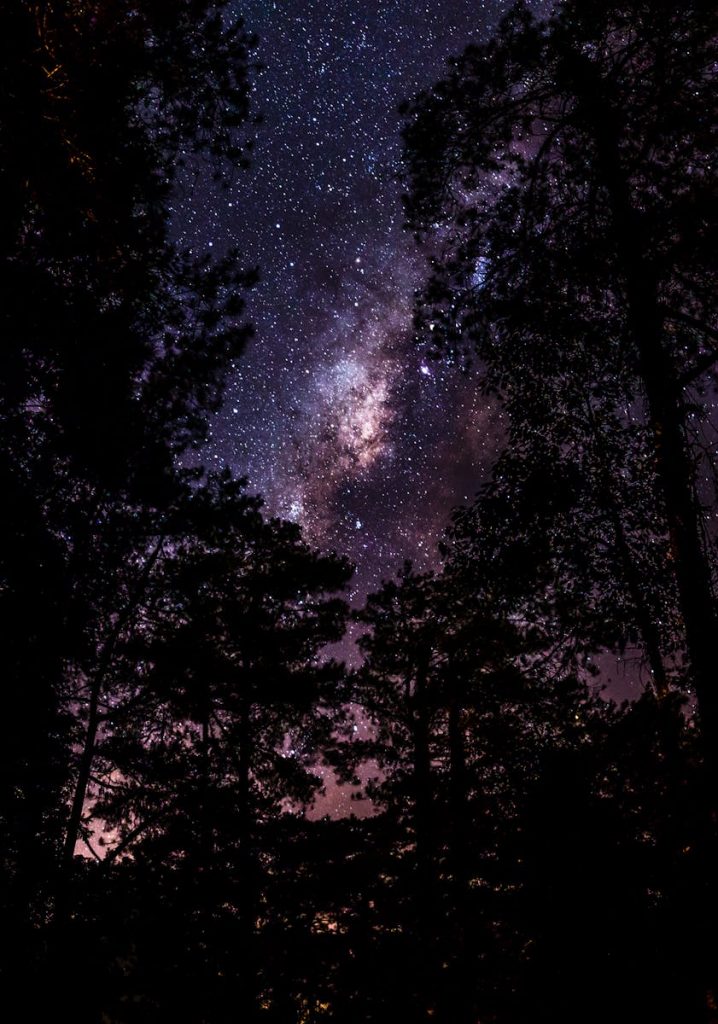 Trees Under Milky Way