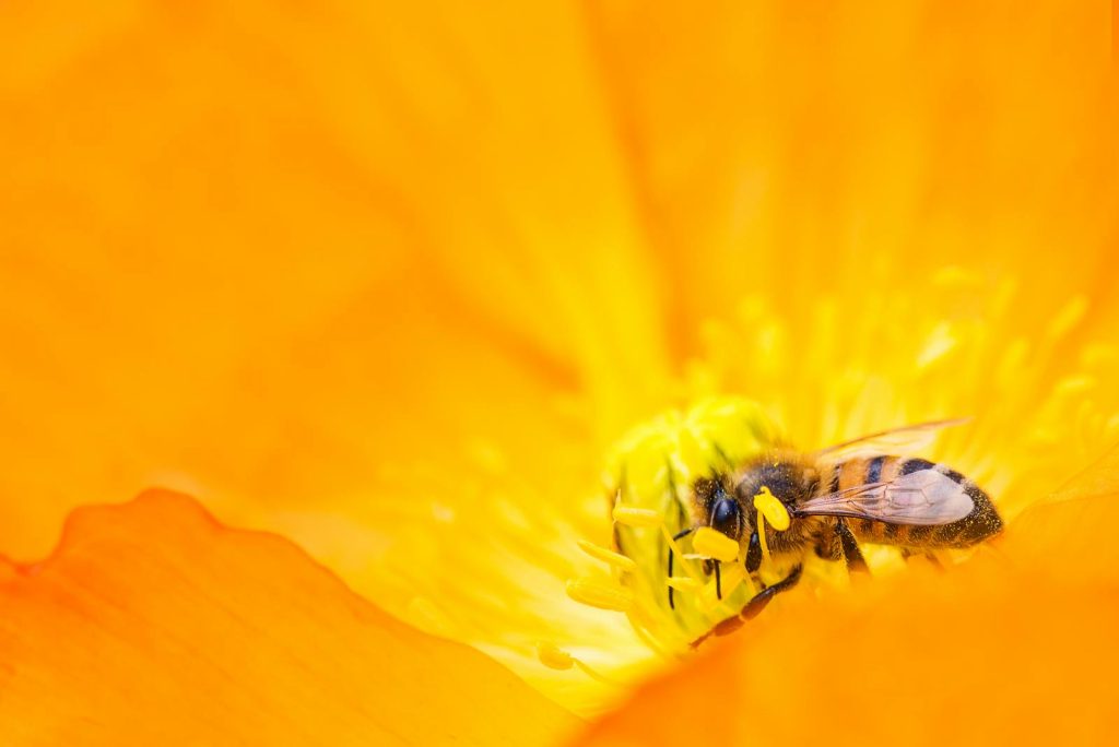 Yellow Bumblebee Gathering Pollen Close-up Photography