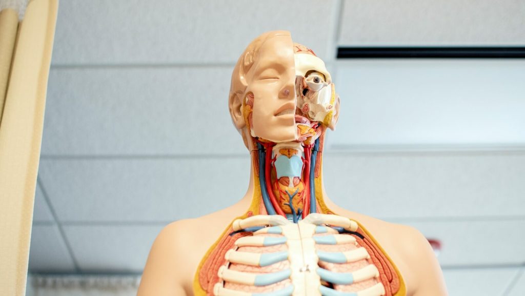 human anatomy figure below white wooden ceiling